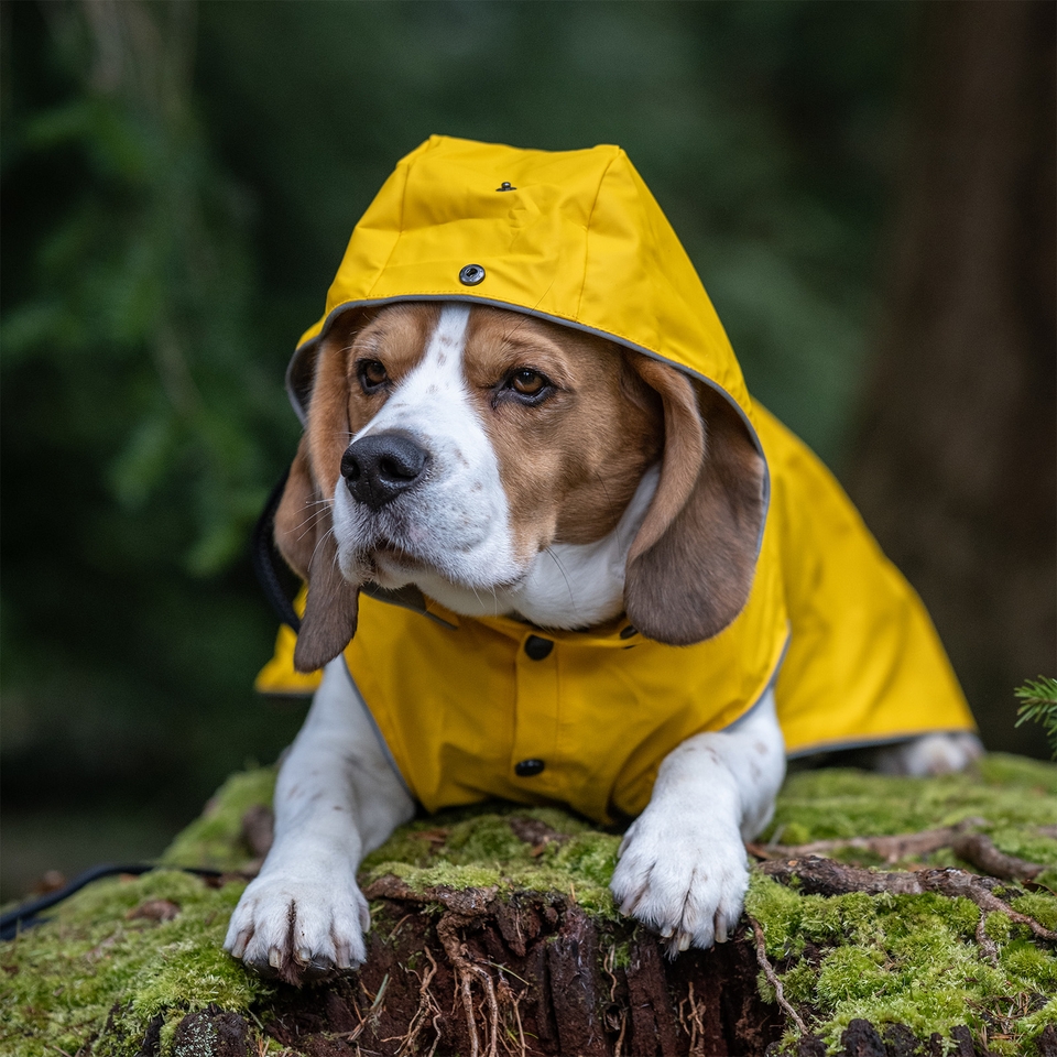 Stream Raincoat - Yellow
