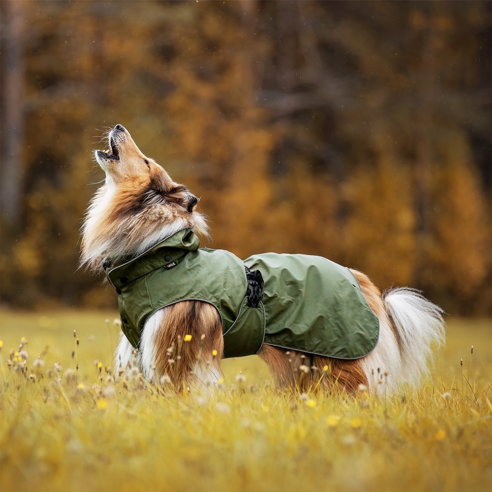 Sheltie raincoat sale