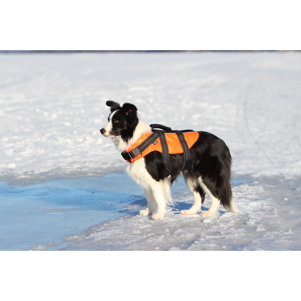 Lightweight dog life vest shop