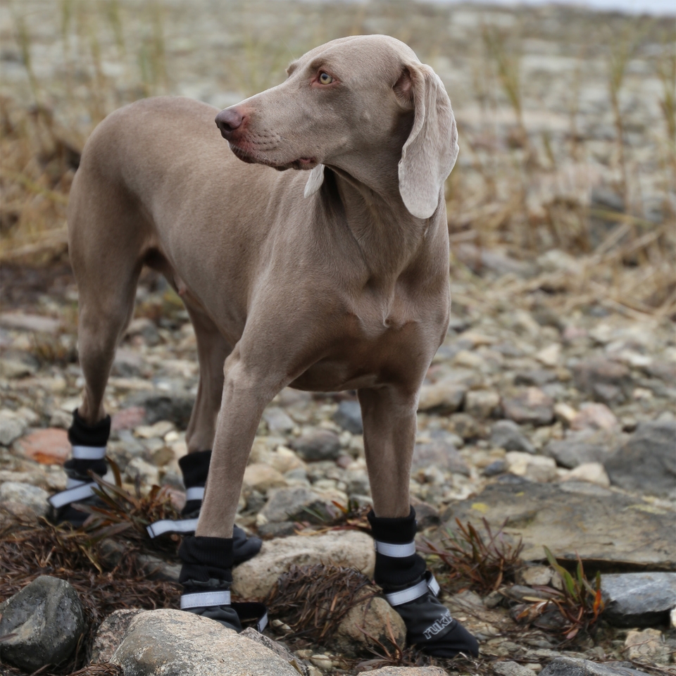 Pugz dog boots sales