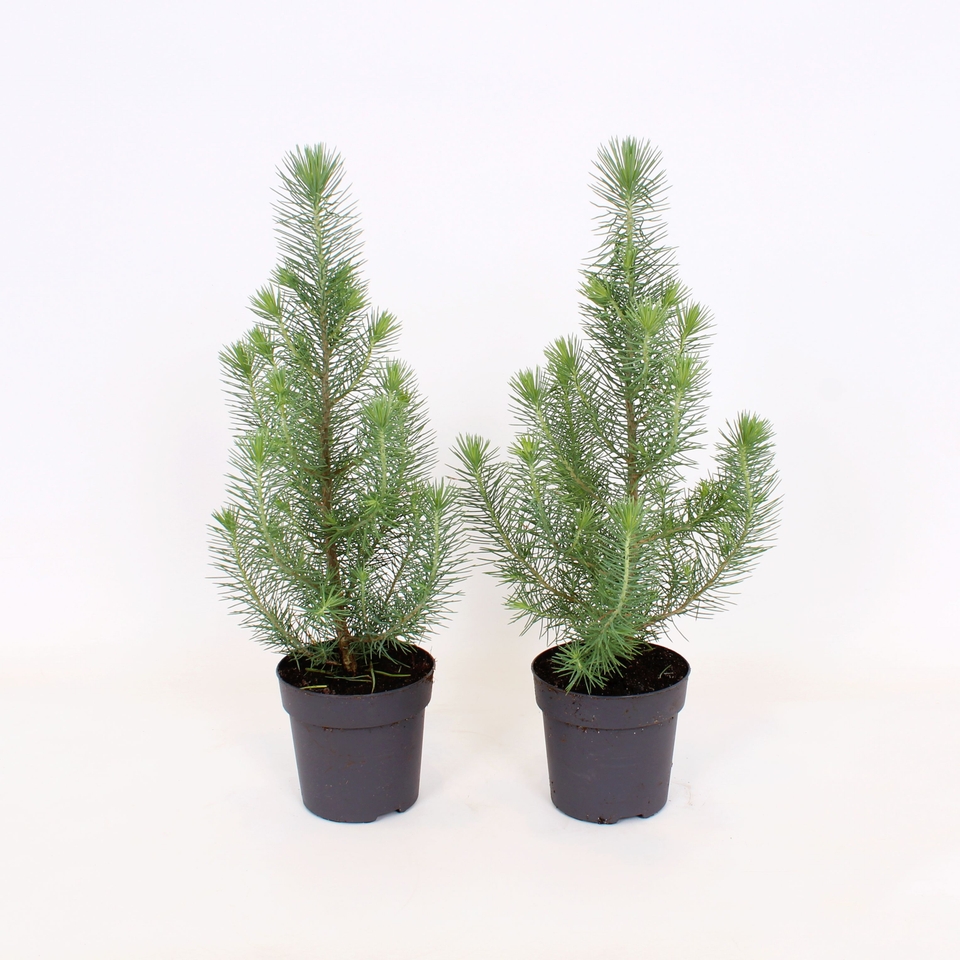 Pinus pinea 'Silver Crest' - 10.5cm