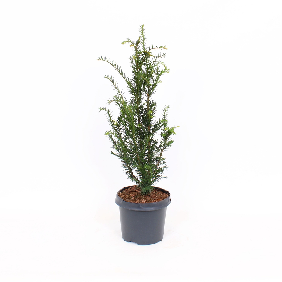 Taxus baccata (Yew Tree) - 19cm