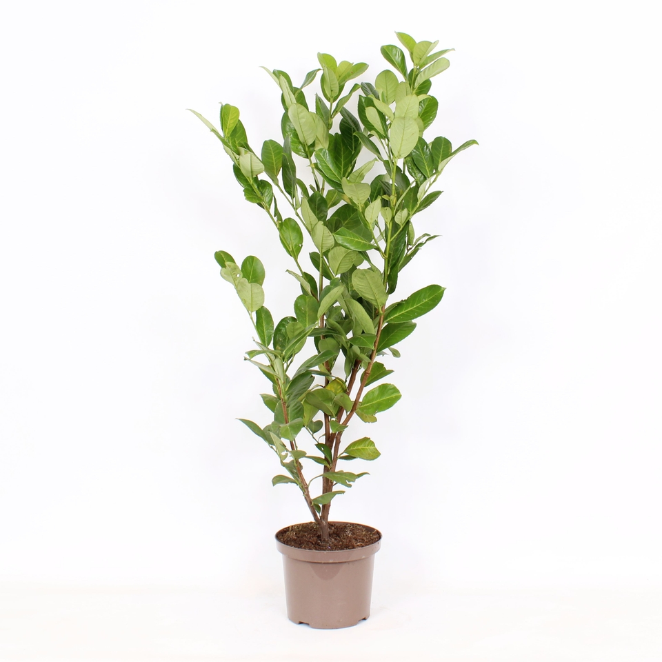 Prunus laurocerasus Rotundifolia - 23cm