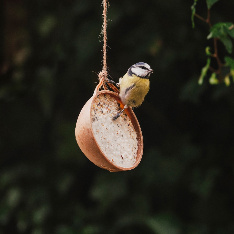 Peckish Coco-Not Wild Bird Suet Feeder