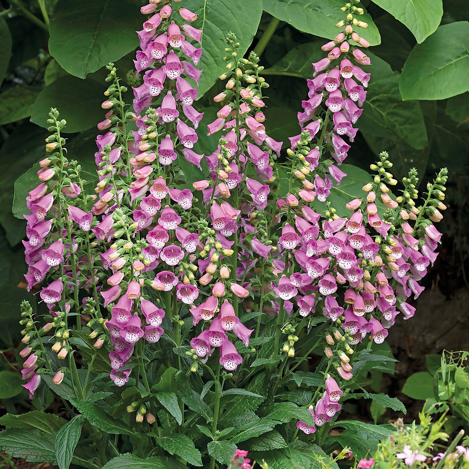 Mr. Fothergill's Foxglove Seeds - Bubbly Pink