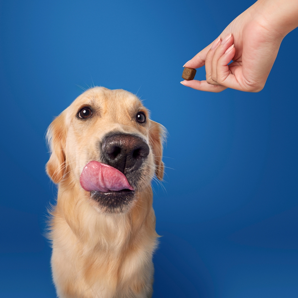 Protexin Daily Care Gut+ Skin & Coat
