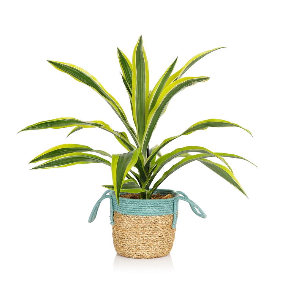 Foliage in Seagrass Basket 17cm Homebase