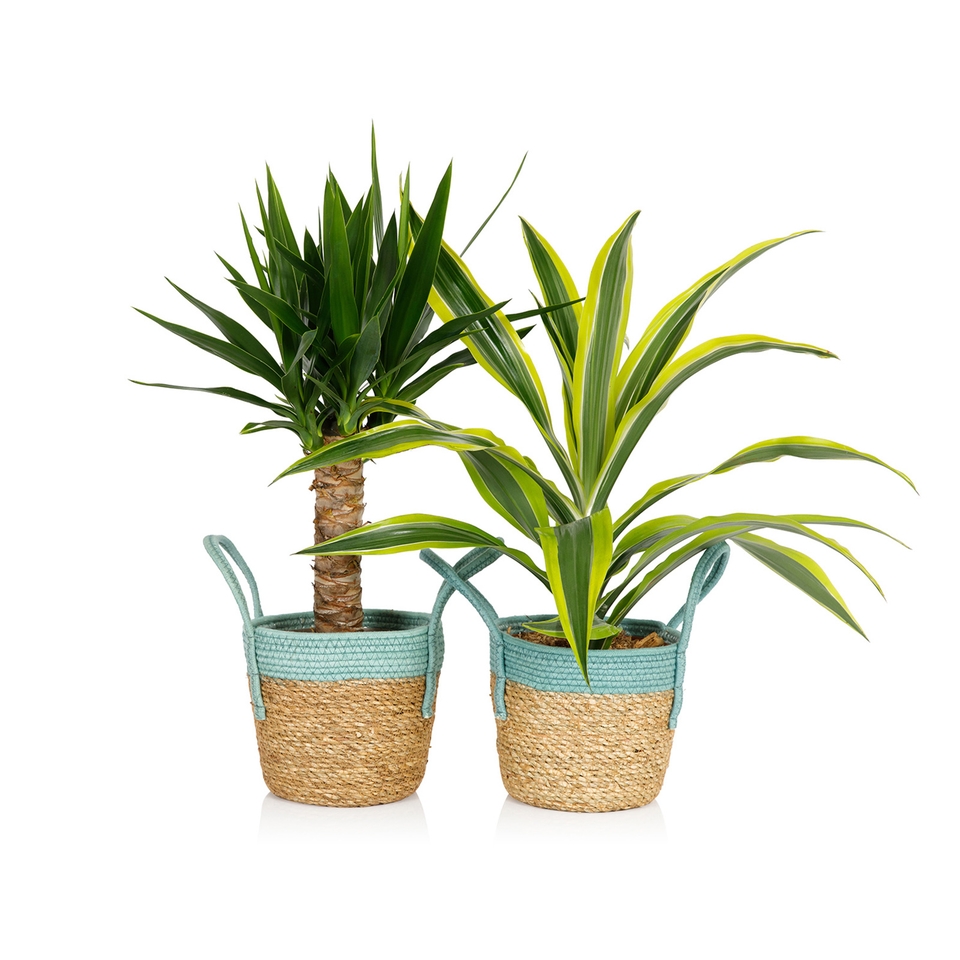 Foliage in Seagrass Basket 17cm Homebase