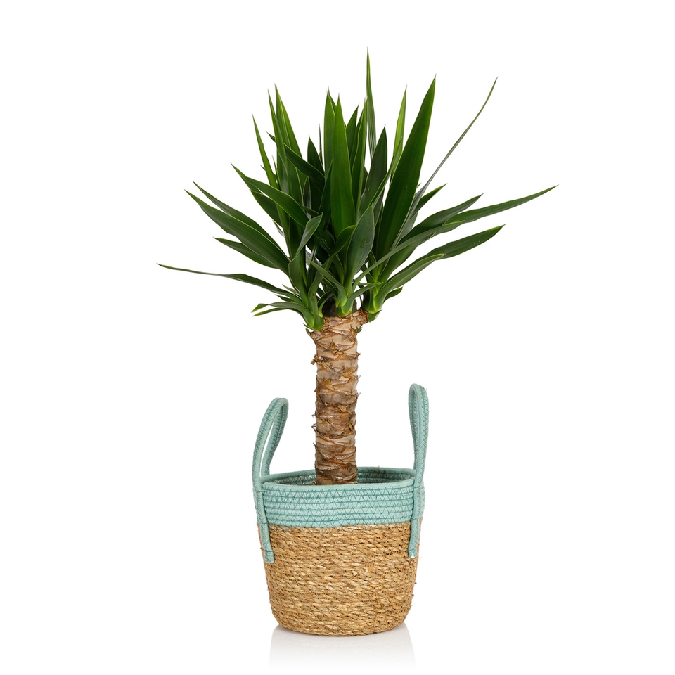 Foliage in Seagrass Basket 17cm Homebase