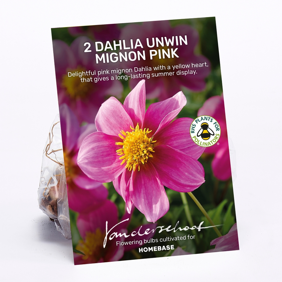 Dahlia Unwin Mignon Pink Bulbs