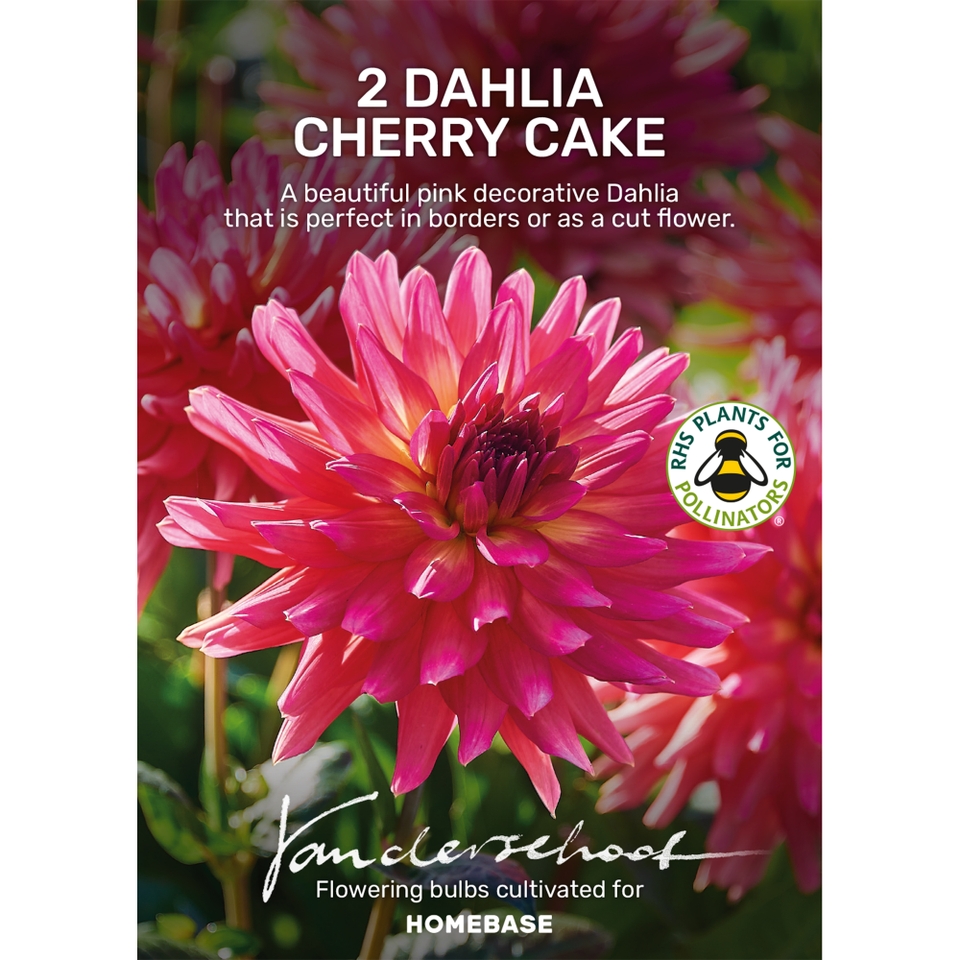 Dahlia Cherry Cake Bulbs