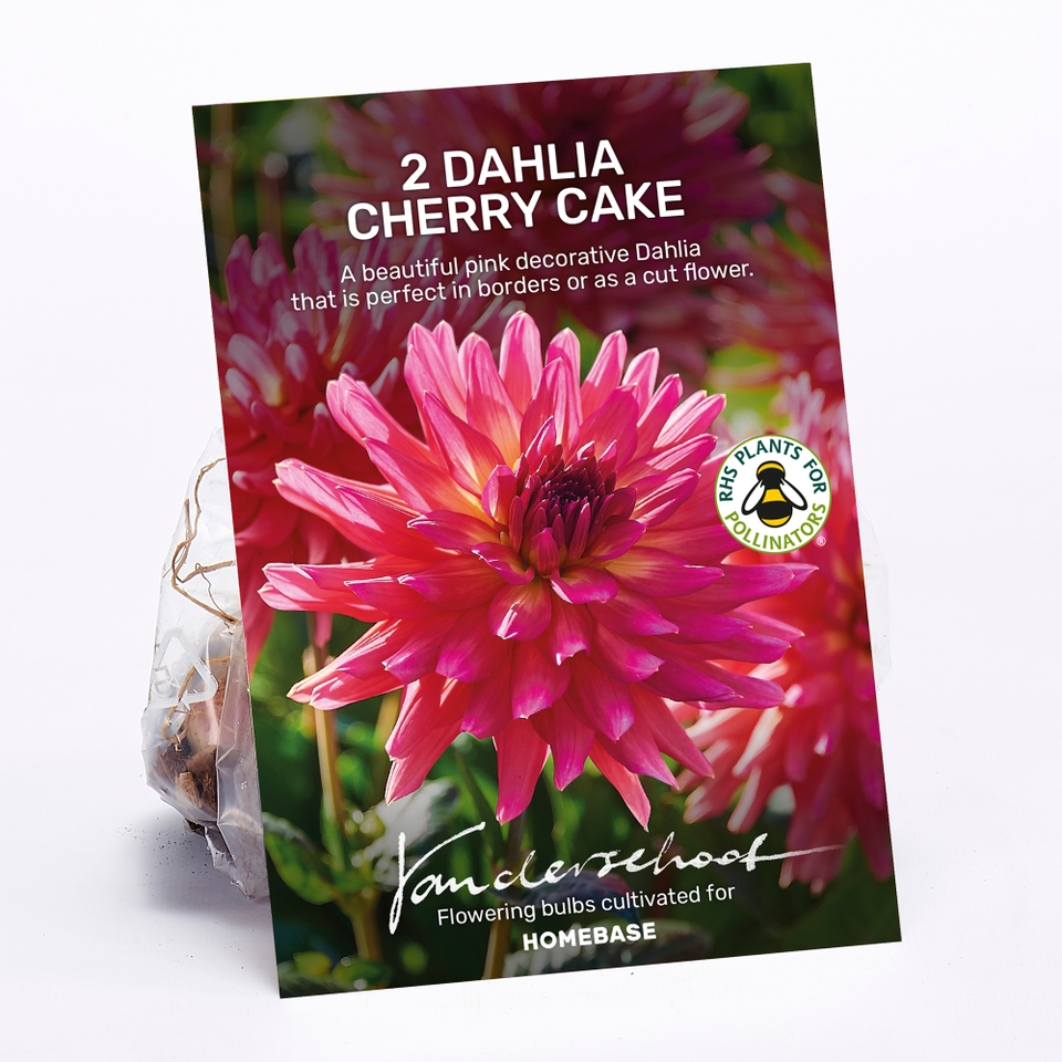 Dahlia Cherry Cake Bulbs