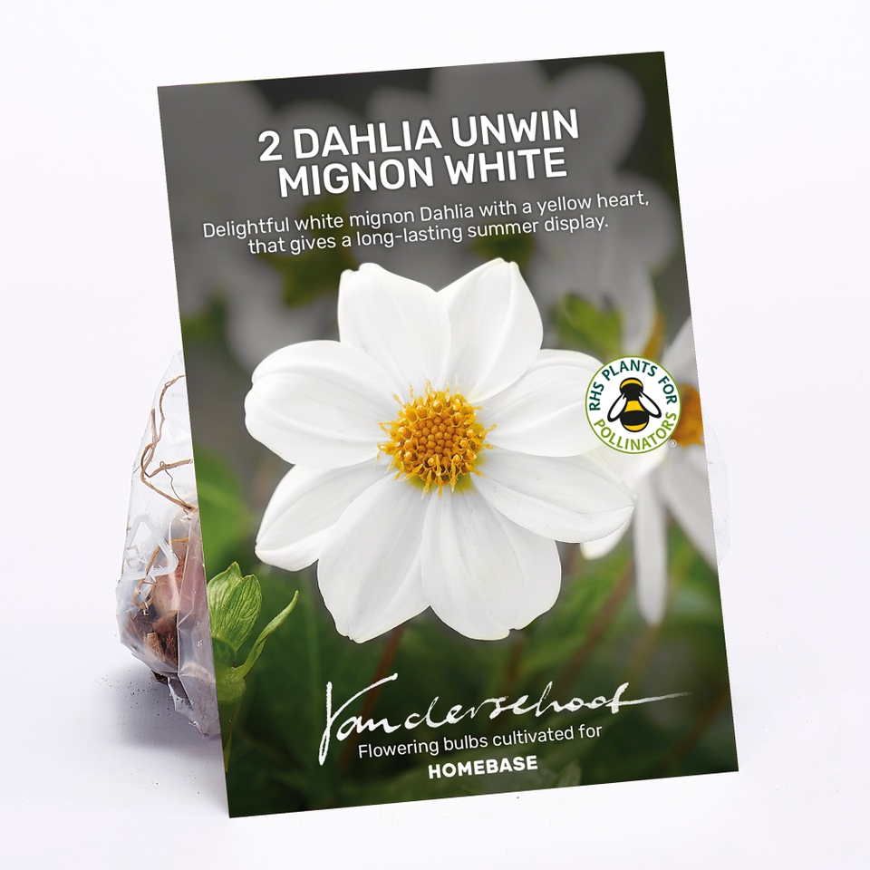 Dahlia Unwin Mignon White Bulbs