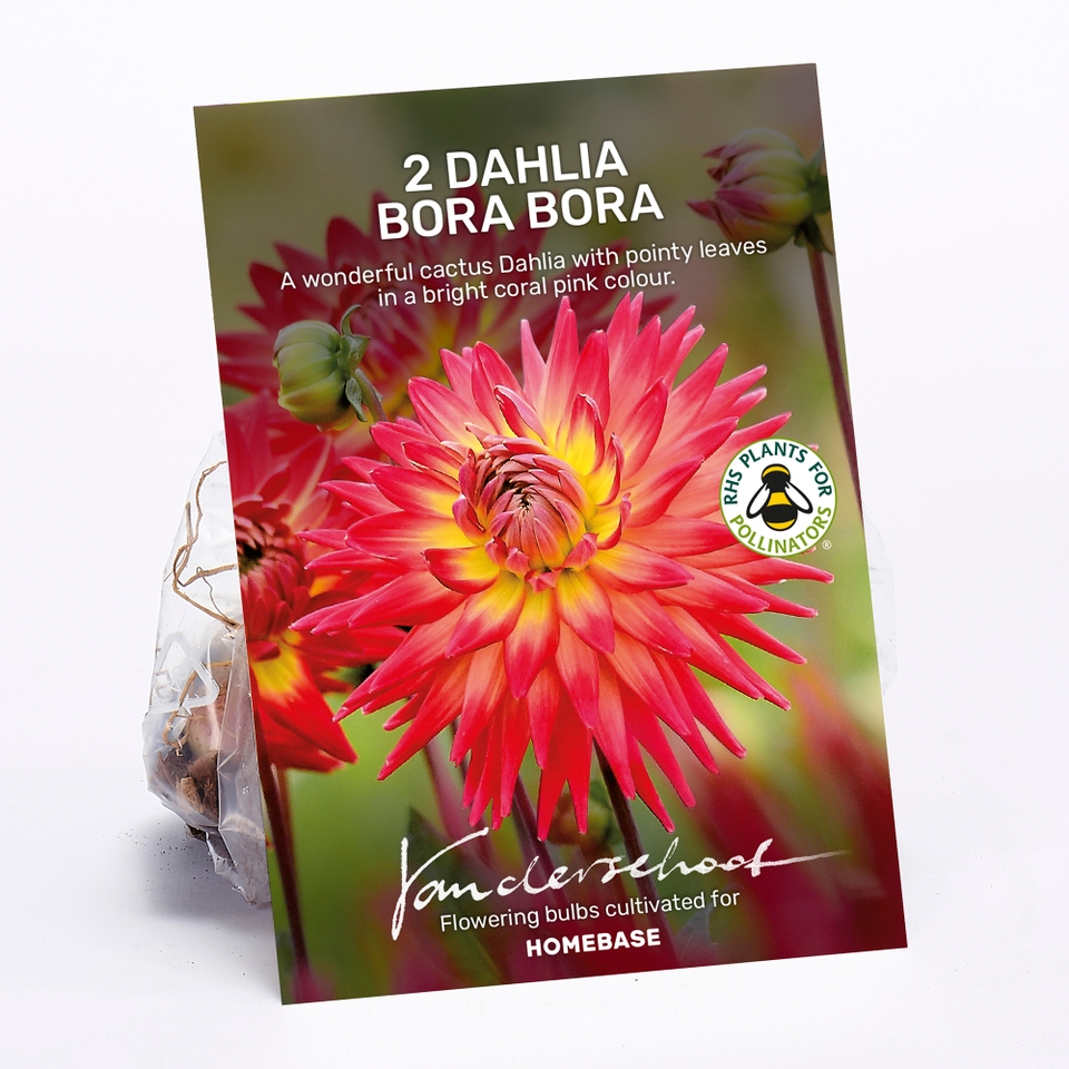 Dahlia Bora Bora Bulbs