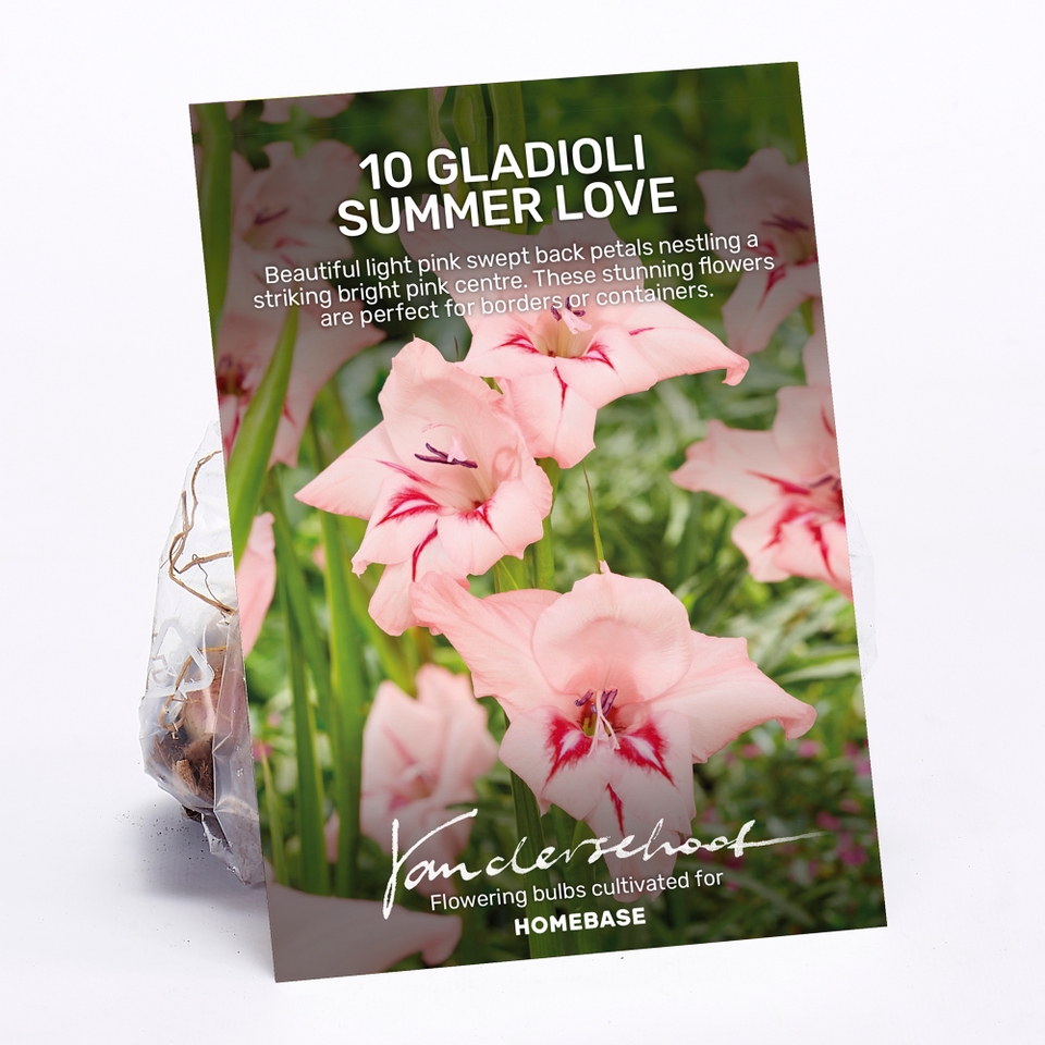 Gladiolus Summer Love