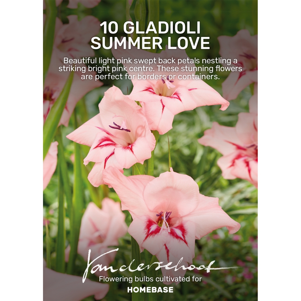 Gladiolus Summer Love