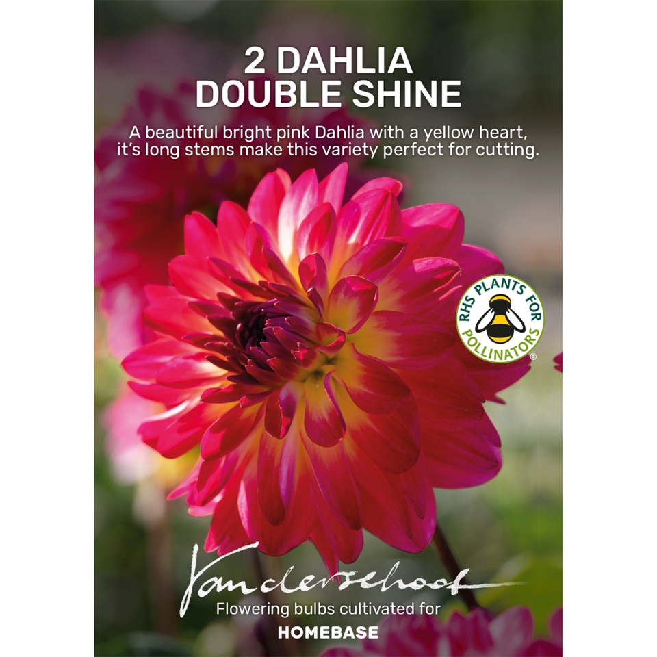 Dahlia Double Shine
