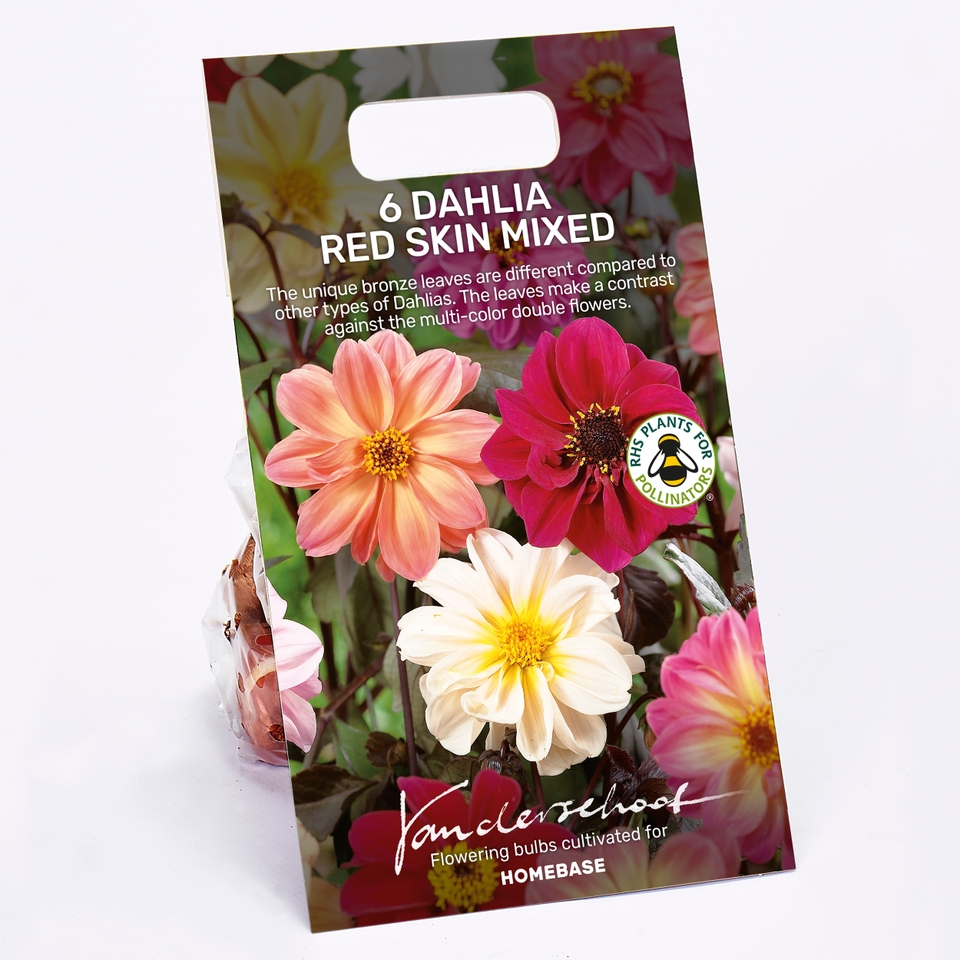 Dahlia Redskin Mixed Bulbs