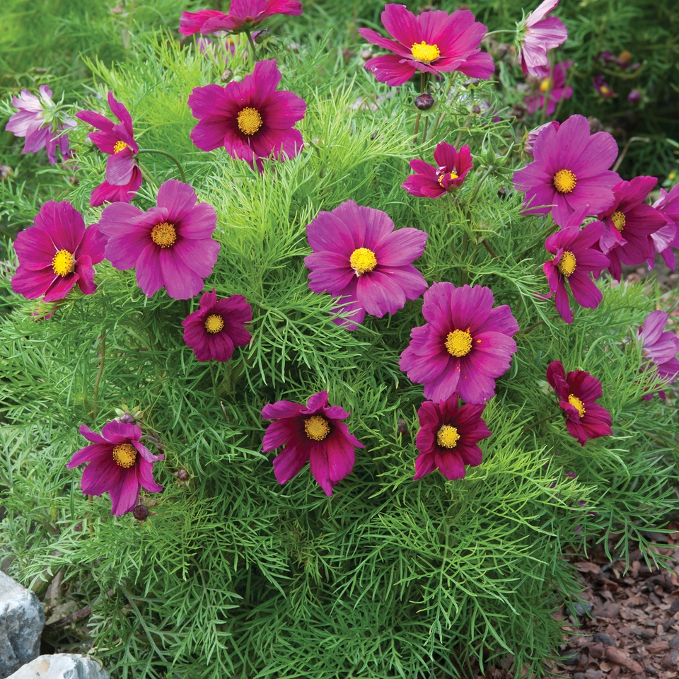 Johnsons Cosmos Seeds - Candyfloss Red