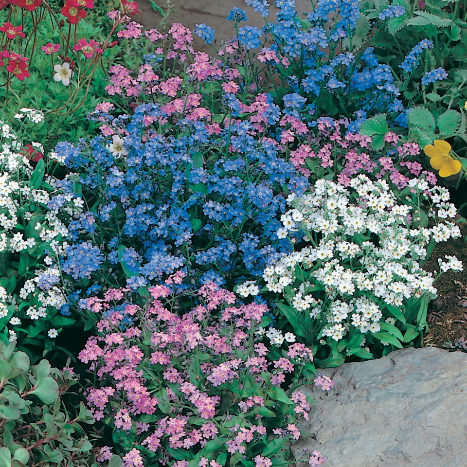 Johnsons Forget Me Not Seeds - Mixed