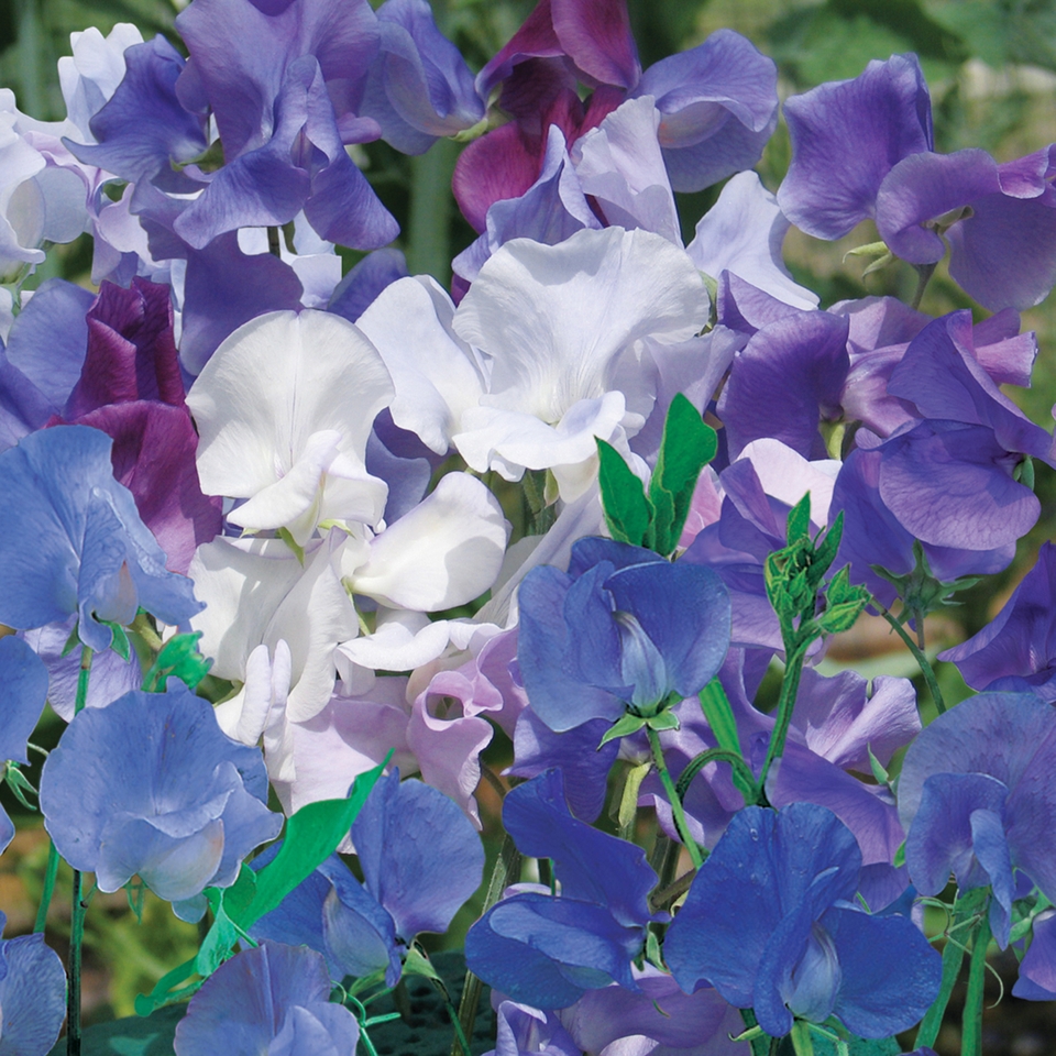 Johnsons Sweet Pea Seeds - Best Of The Blues