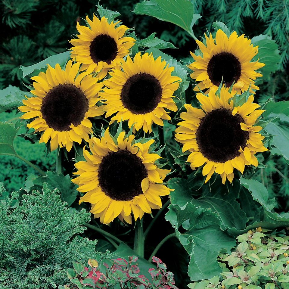 Johnsons Sunflower Seeds - Mezzulah
