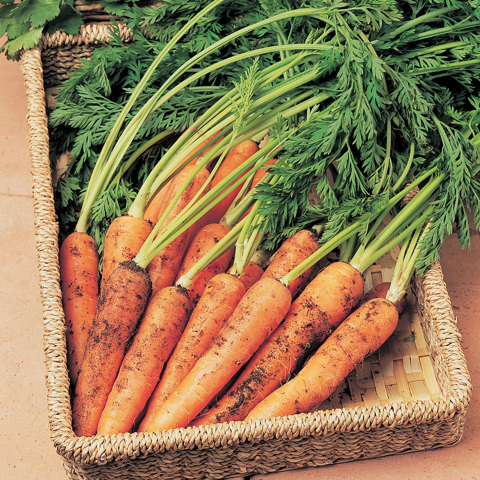Johnsons Carrot Seeds - Resistafly Tozresis