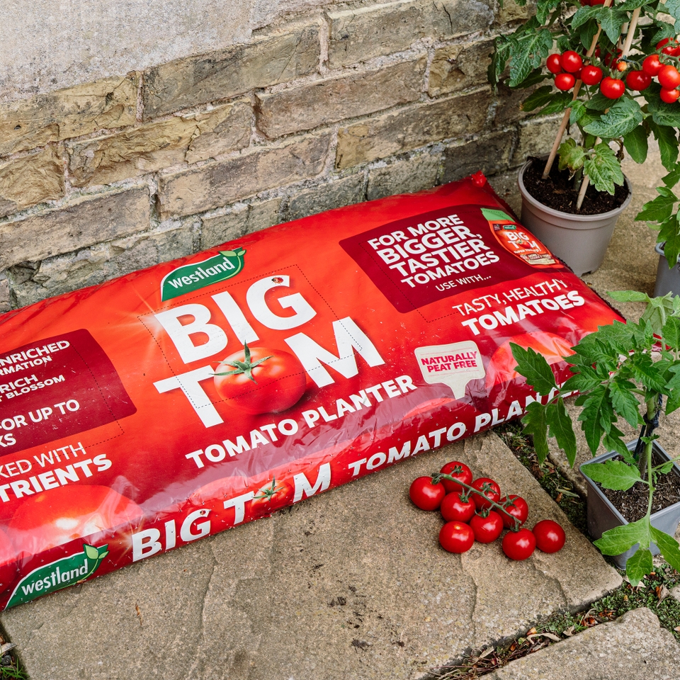 Big Tom Super Tomato Planter - 55L