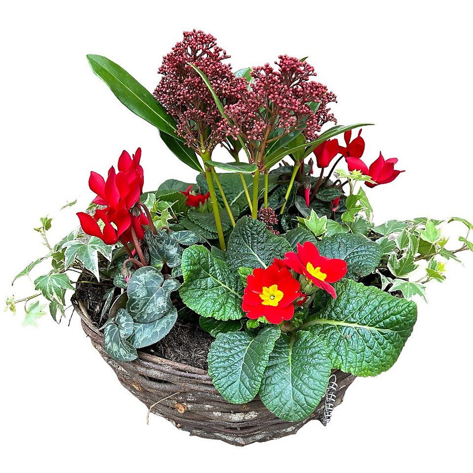 Christmas Rattan Hanging Basket Mixed Planting 30cm Homebase