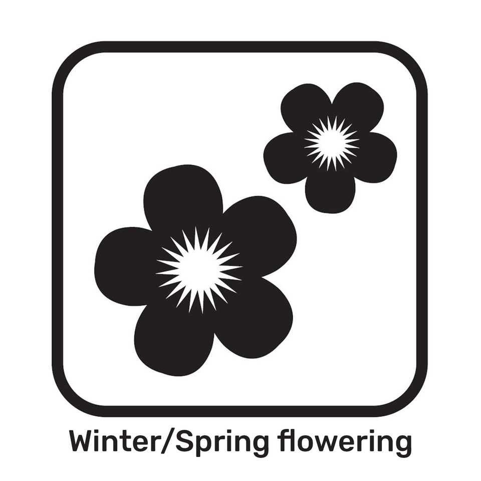 Primrose mixed Trends Round Planter 29cm Spring
