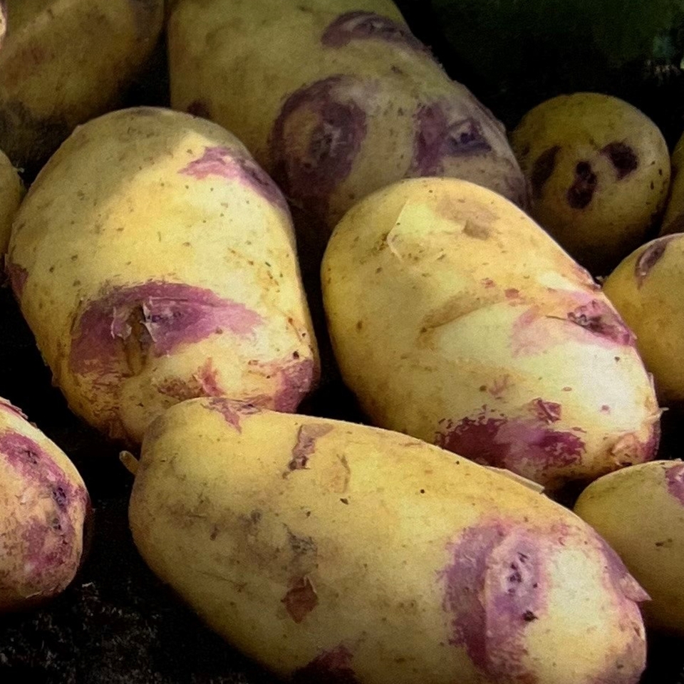 Kestrel Seed Potatoes - 5 Tubers
