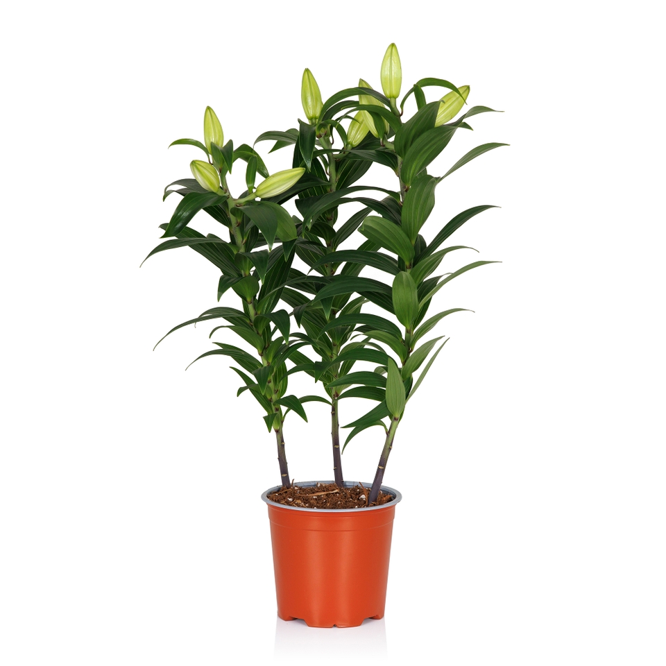Mother's Day Oriental Lily - 15cm