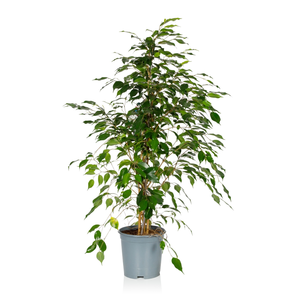Ficus Benjamina - 21cm