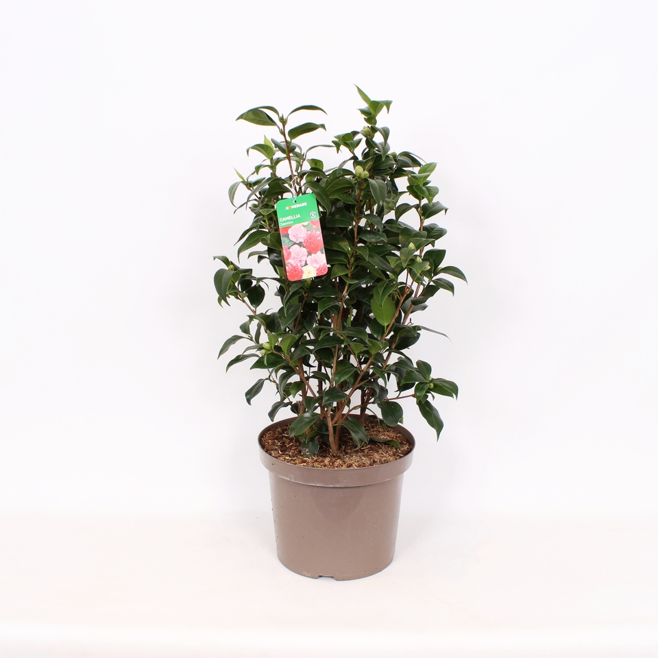 Camellia Japonica mix - 28cm