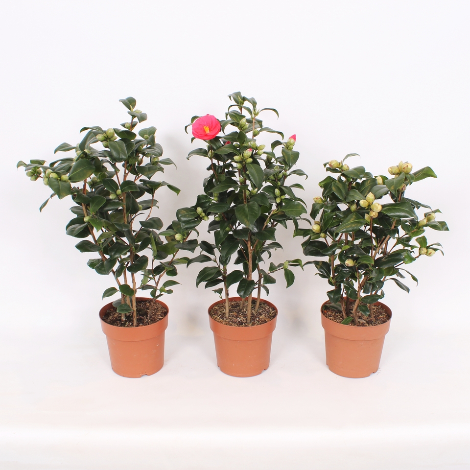 Camellia Japonica mix - 17cm