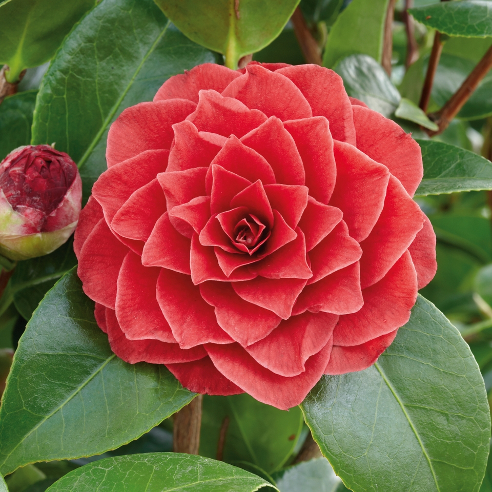 Camellia japonica mix - 19cm
