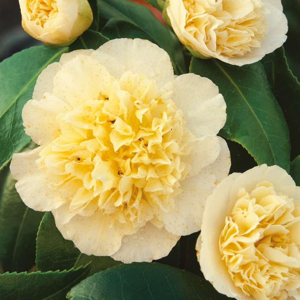 Camellia japonica mix - 19cm