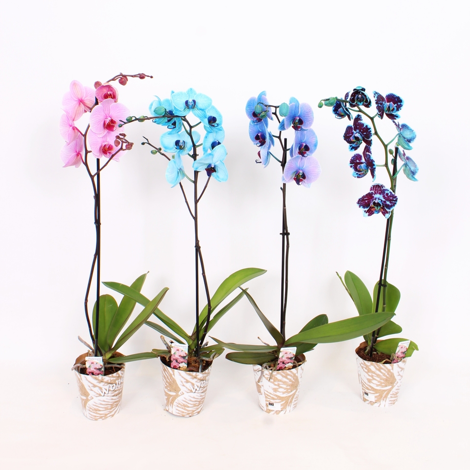 Phalaenopsis 'Coloured Moth' Orchid mix - 12cm (Assorted Varieties)