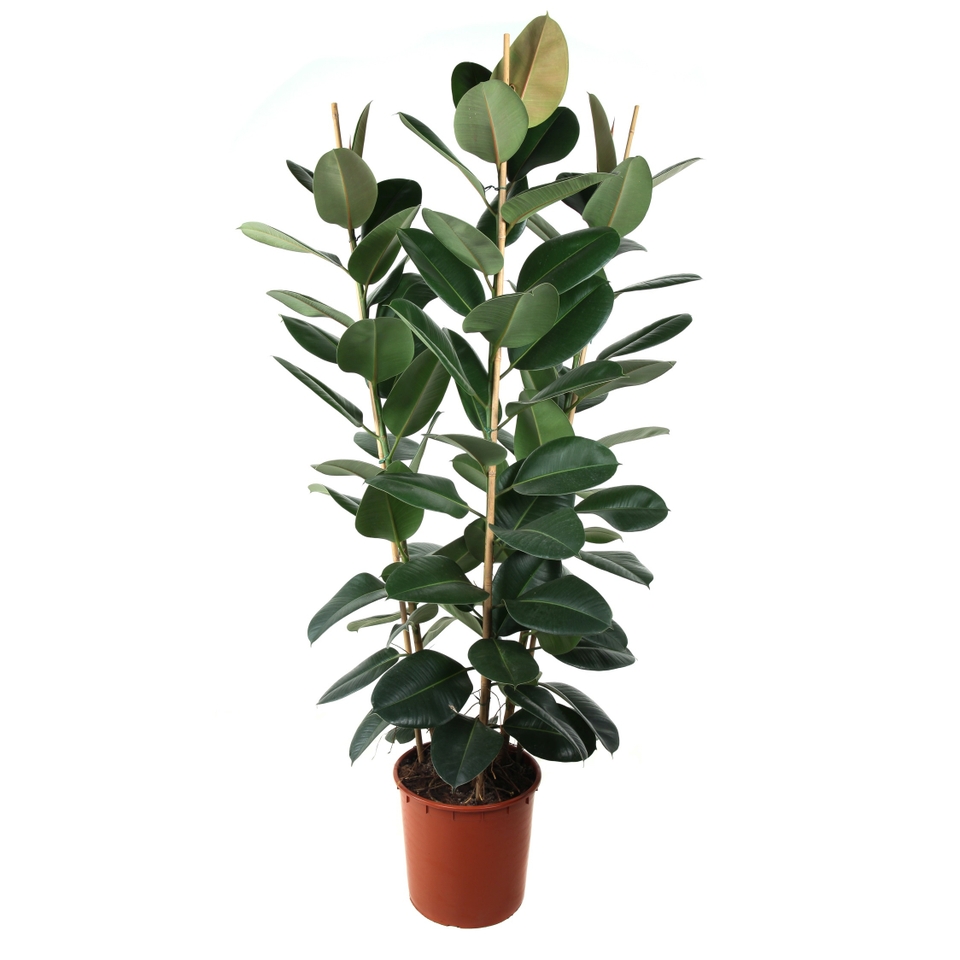 Ficus Robusta 35cm pot