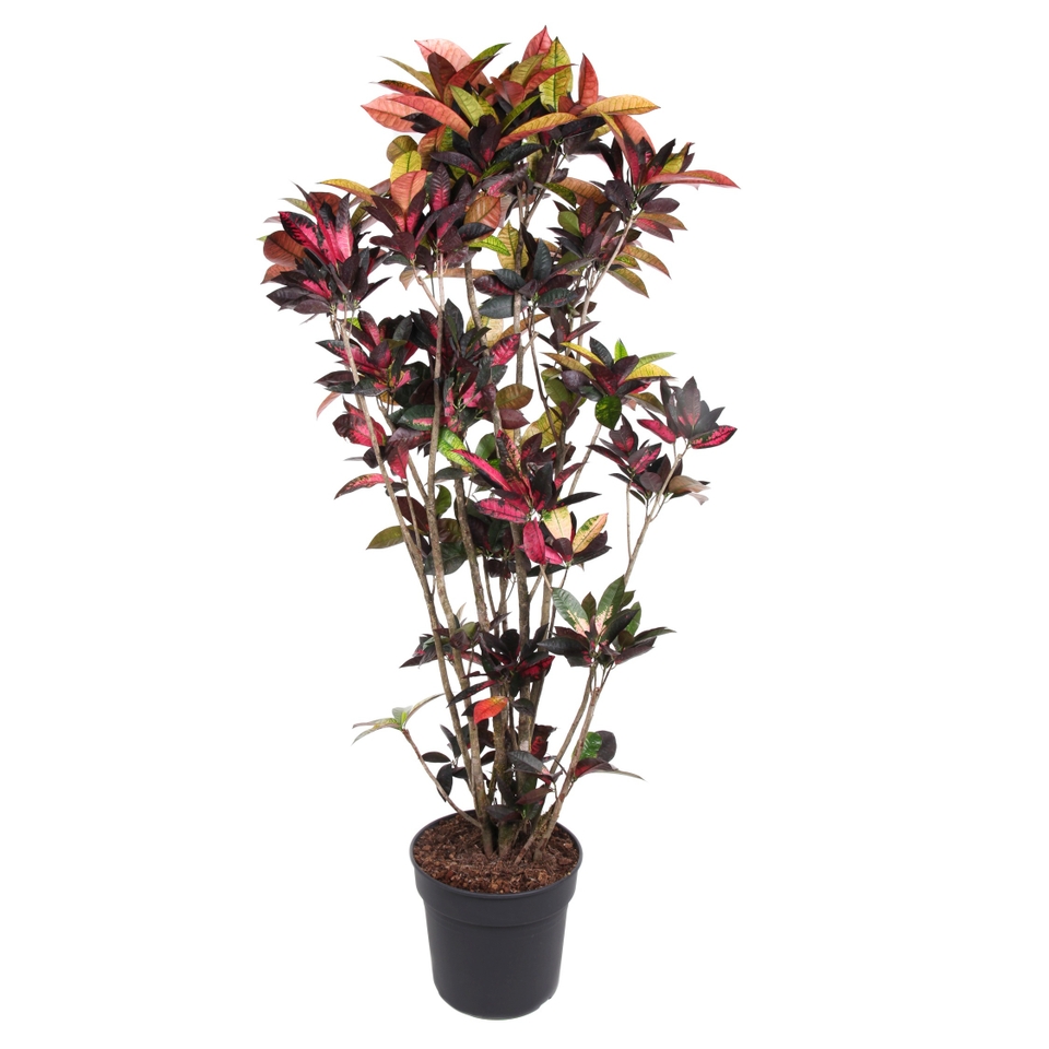 Codiaeum variegatum Mrs. Iceton 40cm pot