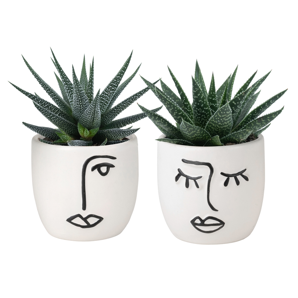 Succulents in Expression Ceramic Pot - 6cm
