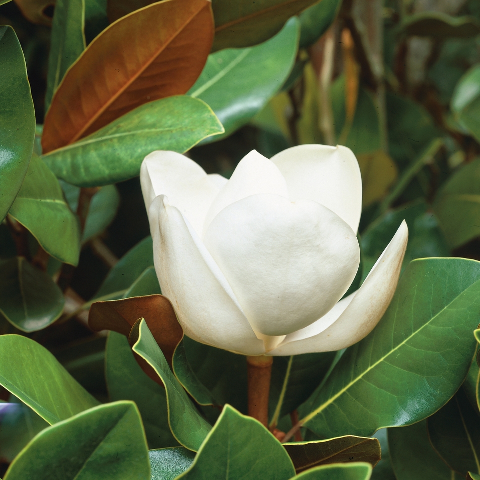 Magnolia grandiflora Little Gem - 30L