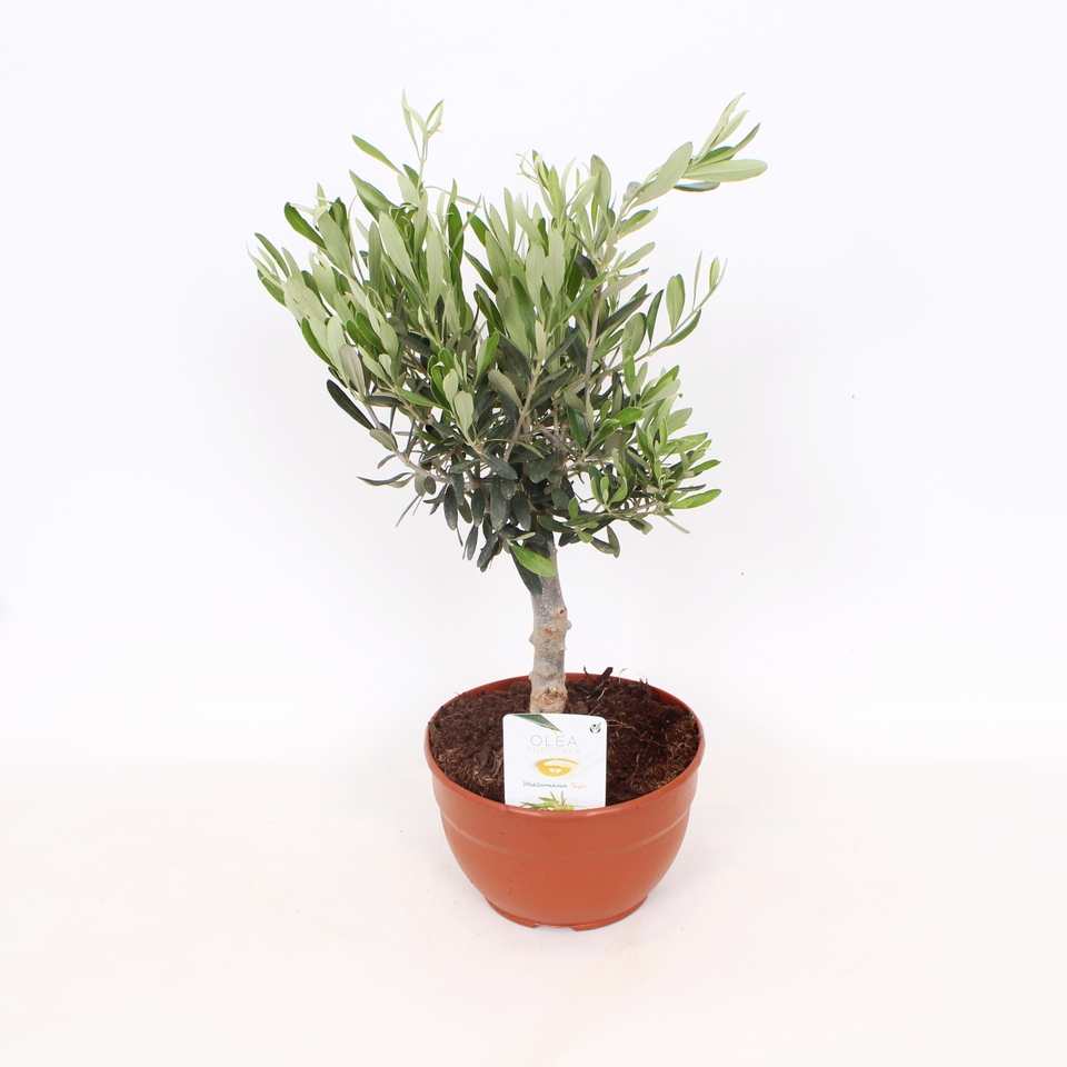 Olive Tree Mini Standard - 20cm in Bowl