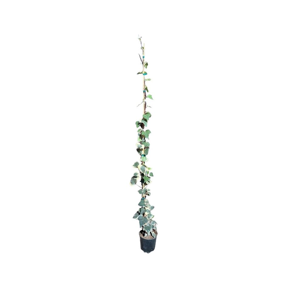Hedera (Ivy) mix on 150cm Cane - 4L