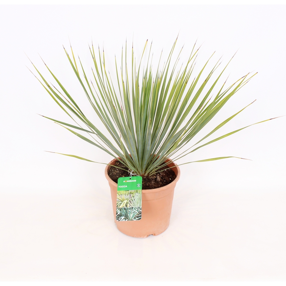Yucca rostrata - 5L
