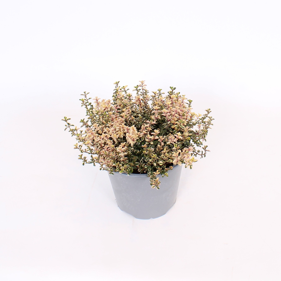 Herb Thyme Foxley - 14cm