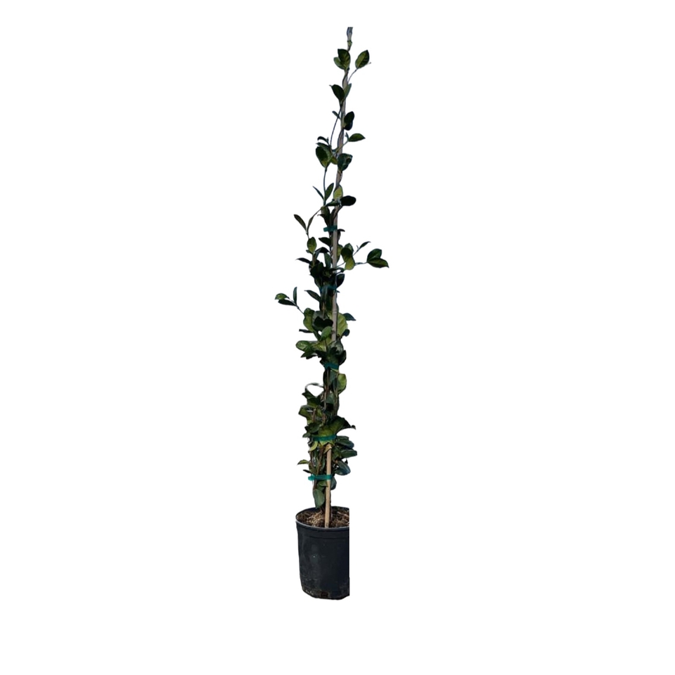 Rhynchospermum (Trachelospermum) jasminoides on 150cm Cane - 4L