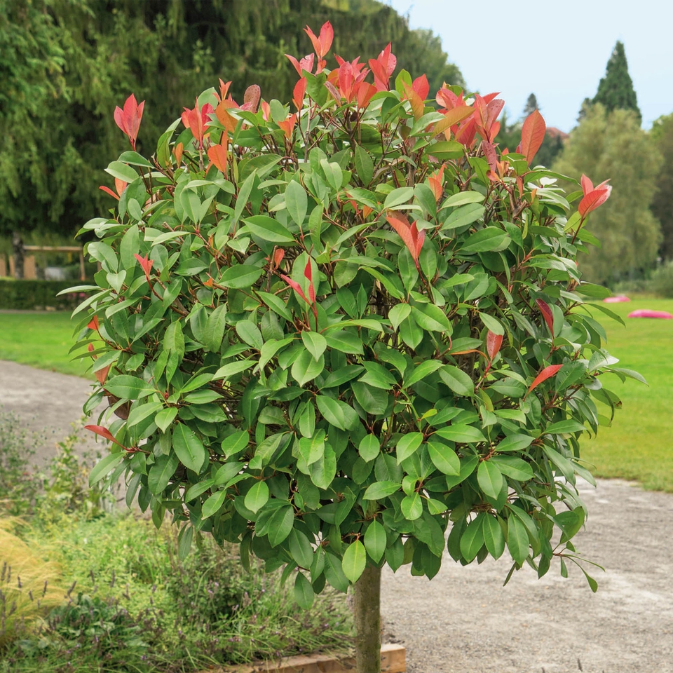 Photinia fraseri Red Robin Half Standard - 18L (Northern Ireland only ...