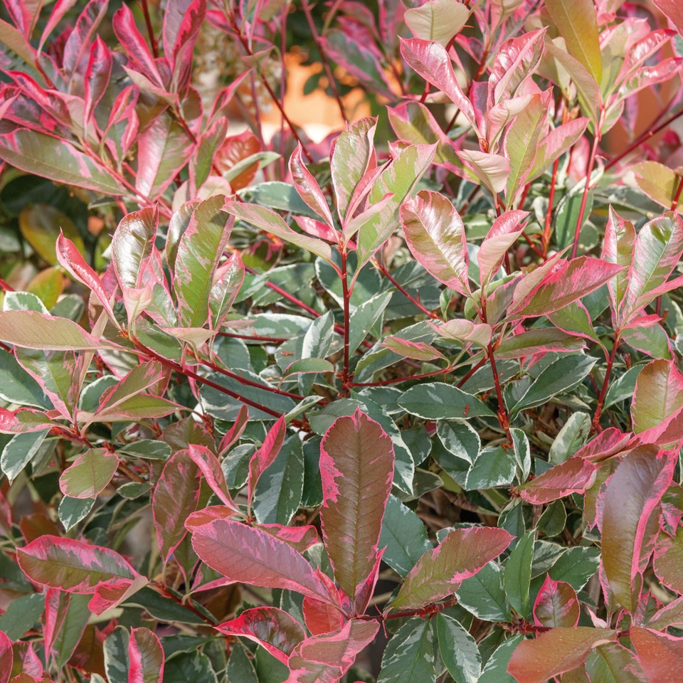Photinia fraseri Pink Marble Half Standard 18L (Northern Ireland only