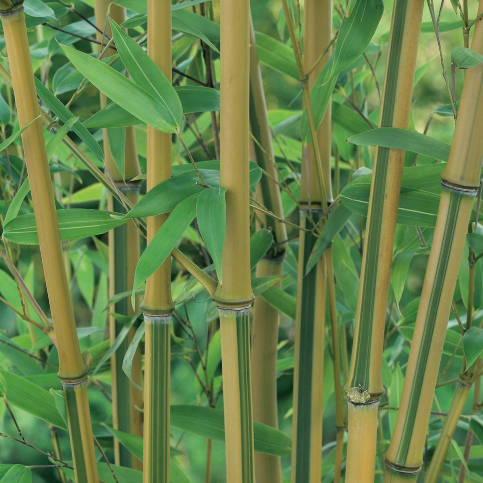Bamboo Yellow Phyllostachys aureosulcata f. aureocaulis - 10L (Northern Ireland only)